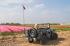 Herdenking Operation Quick Anger 2018 - Operation Quick Anger herdenkingsrit en herdenkingsceremonie 2018: Een Ford Jeep uit WOII voor een tulpenveld in de Liemers, een kleine regio ten...