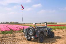 Herdenking Operation Quick Anger 2018 - Westervoort, Operation Quick Anger herdenkingsrit en herdenkingsceremonie 2018: Een Ford Jeep uit WOII voor een tulpenveld in de Liemers, een...