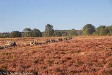 75 years after the Battle of Arnhem - Classic Car Road Trip: September 2019, a convoy of restored WWII military vehicles driving on Ginkel Heath during the 75th anniversary...