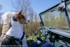 Commemoration Operation Quick Anger 2023 - Commemoration Operation Quick Anger and Memorail Tour 2023: Our dog Jussi sitting in the front seat of the Jeep, secured in a safety harness....