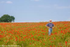 Normandy 2009 - Classic Car Road Trip Normandy: Poppy fields near Saint-Laurent-sur-Mer. The poppy is one of the only plants to grow on the disturbed earth of...