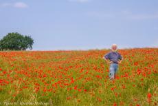 Normandy, 65 years after D-Day - Classic Car Road Trip Normandy: Poppy fields near Saint-Laurent-sur-Mer. The poppy is one of the only plants to grow on the disturbed earth of... Normandy, 65 years after D-Day - Classic Car Road Trip Normandy: Poppy fields near Saint-Laurent-sur-Mer. The poppy is one of the only plants to grow on the disturbed earth of...